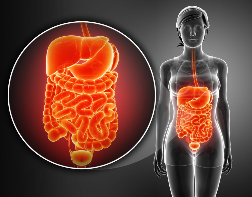 render of human digestive system